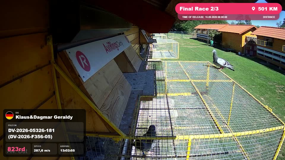 Pigeon Arrival Image For Race Final Race 2/3
