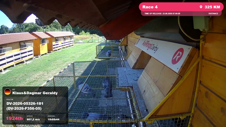 Pigeon Arrival Image For Race Race 4
