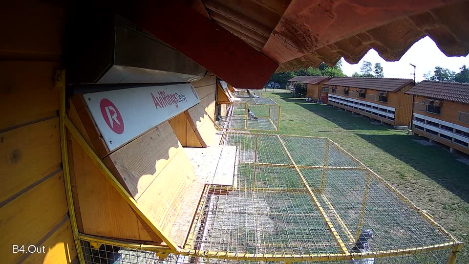 Pigeon Arrival Image For Race Race 1