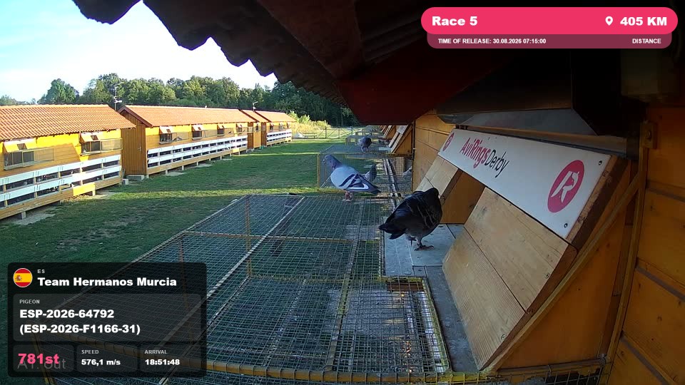 Pigeon Arrival Image For Race Race 5