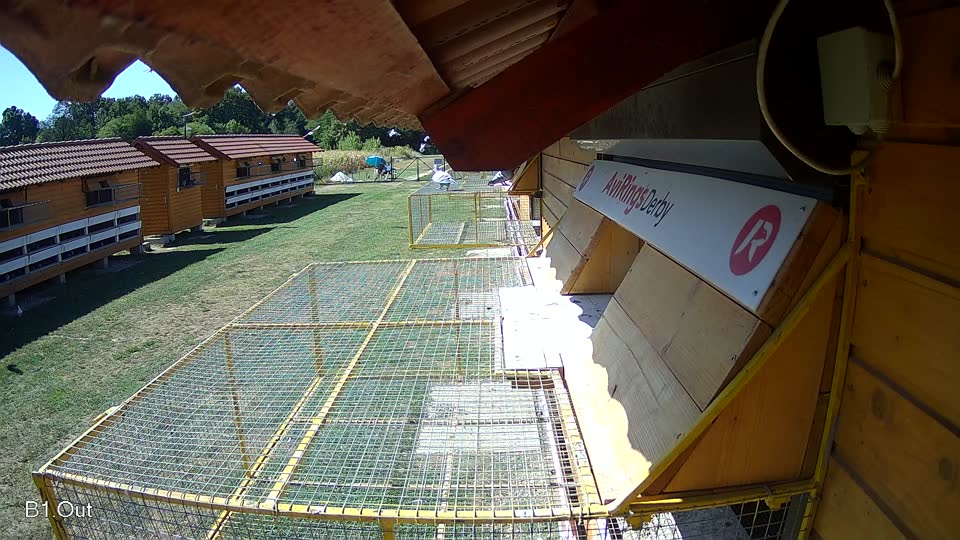 Pigeon Arrival Image For Race Race 3