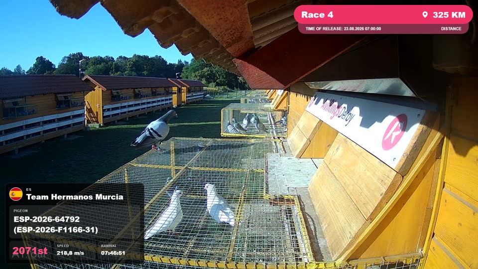 Pigeon Arrival Image For Race Race 4