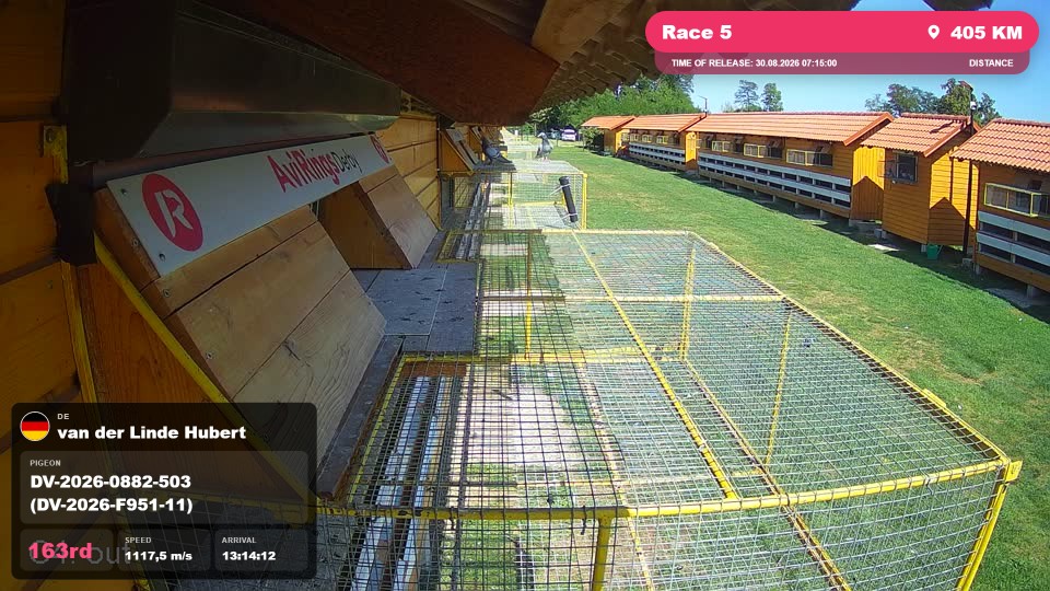 Pigeon Arrival Image For Race Race 5