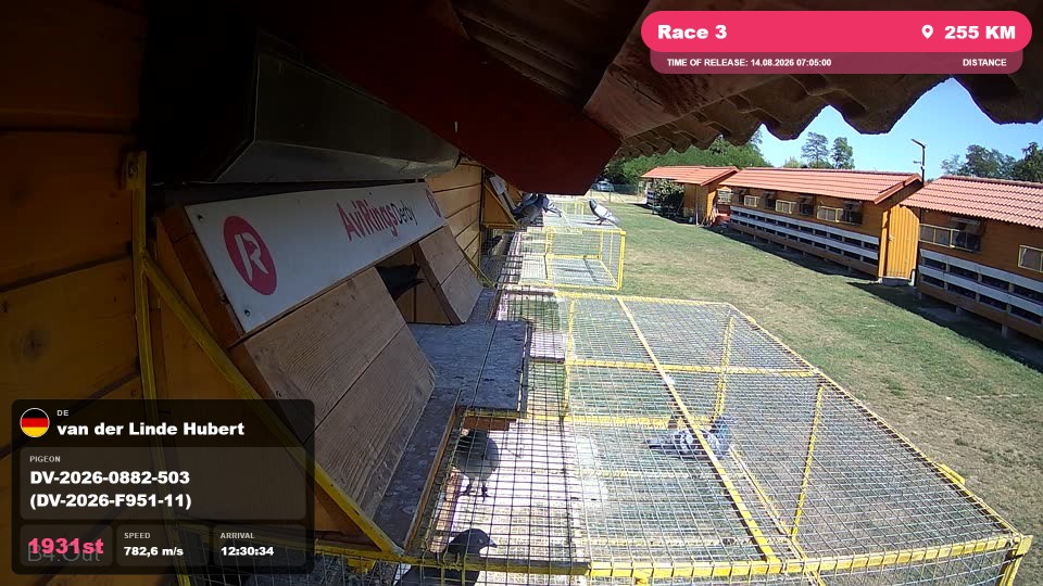 Pigeon Arrival Image For Race Race 3