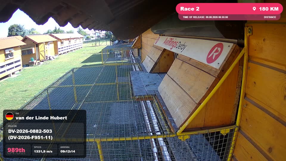 Pigeon Arrival Image For Race Race 2