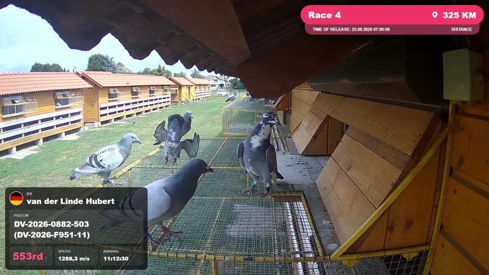 Pigeon Arrival Image For Race Race 4