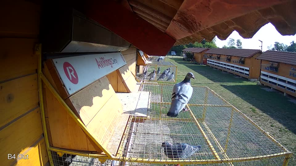 Pigeon Arrival Image For Race Race 1