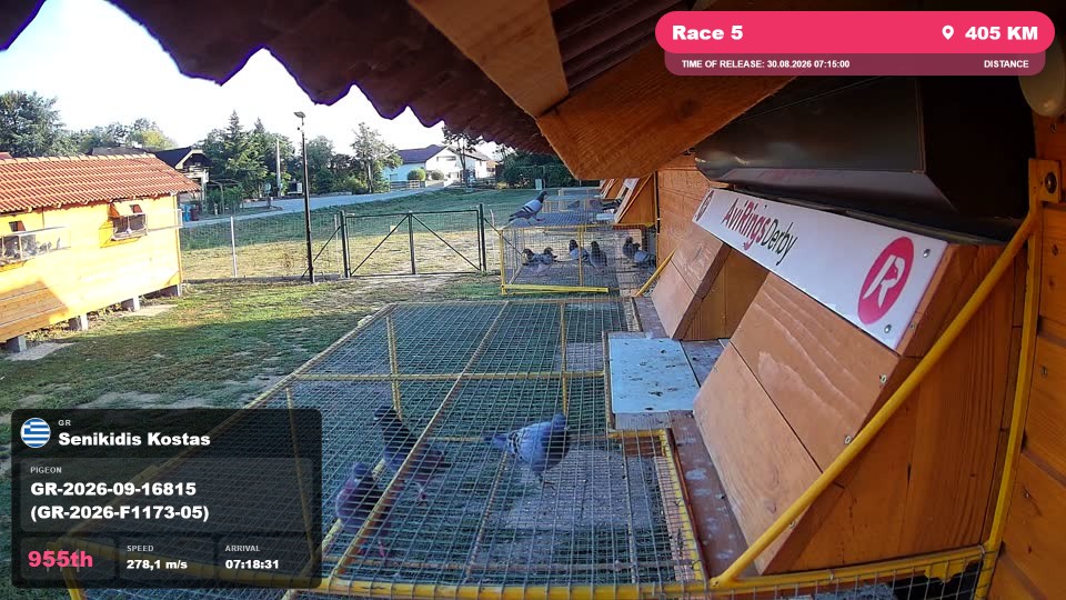 Pigeon Arrival Image For Race Race 5