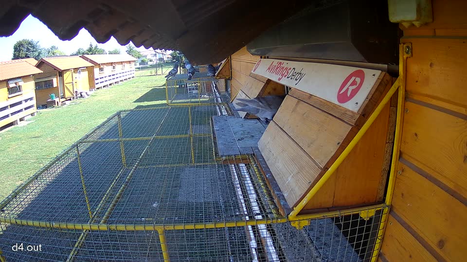 Pigeon Arrival Image For Race Race 2