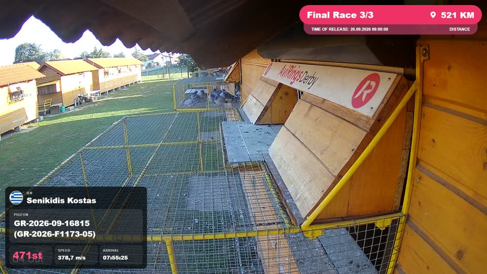 Pigeon Arrival Image For Race Final Race 3/3