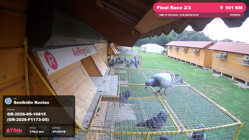 Pigeon Arrival Image For Race Final Race 2/3