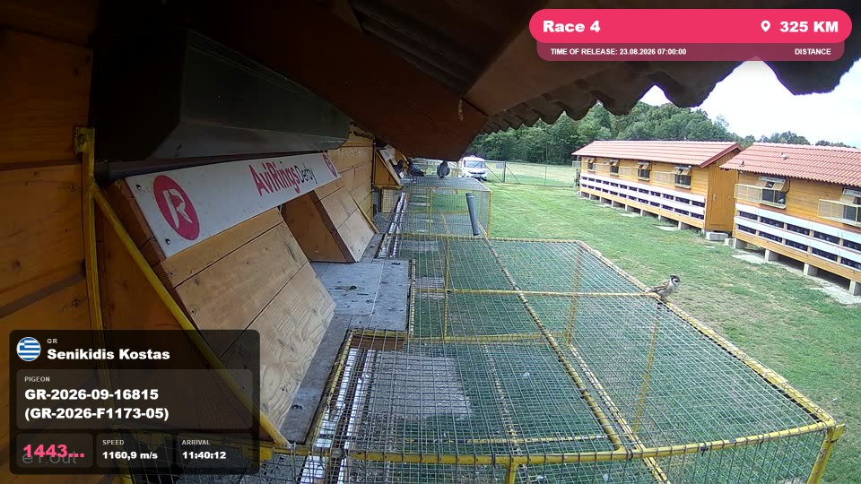 Pigeon Arrival Image For Race Race 4