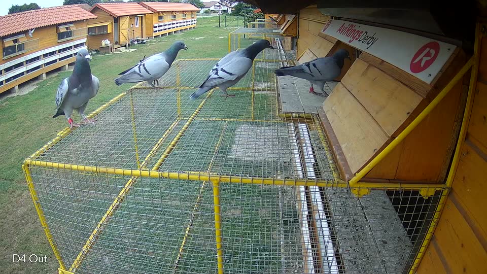 Pigeon Arrival Image For Race Race 3