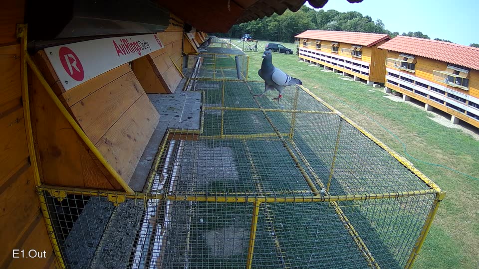Pigeon Arrival Image For Race Race 3