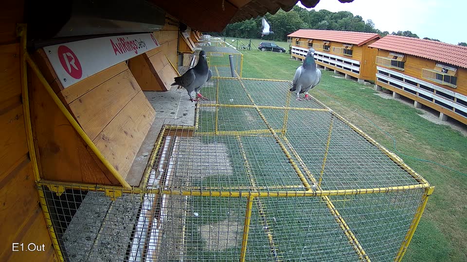 Pigeon Arrival Image For Race Race 3