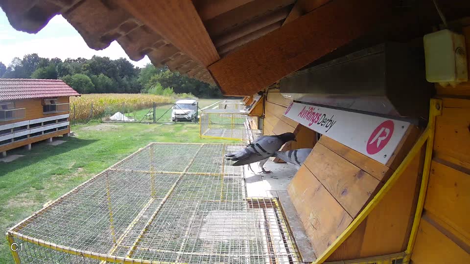 Pigeon Arrival Image For Race Race 4