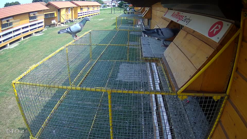 Pigeon Arrival Image For Race Race 3