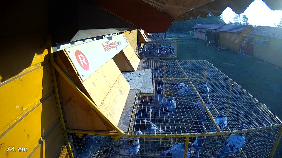Pigeon Arrival Image For Race Race 1