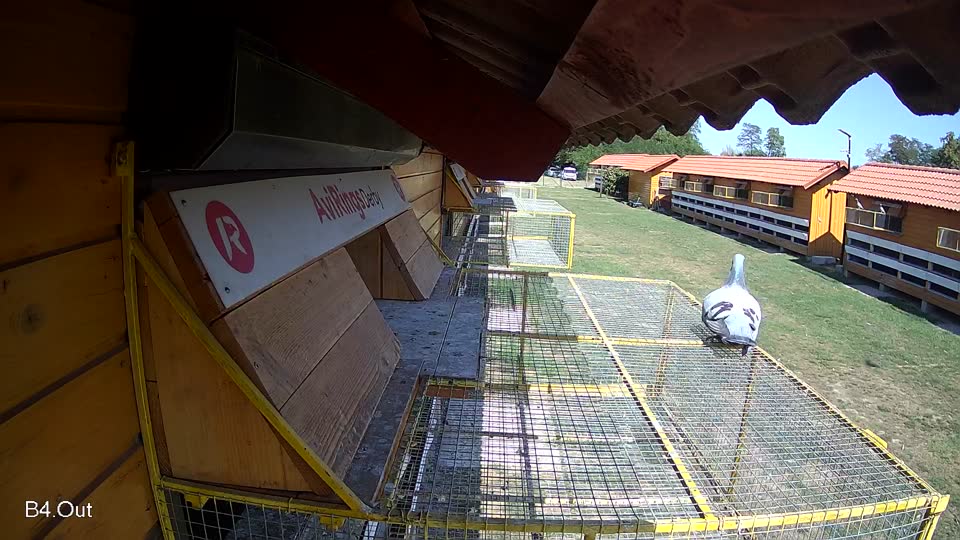 Pigeon Arrival Image For Race Race 5