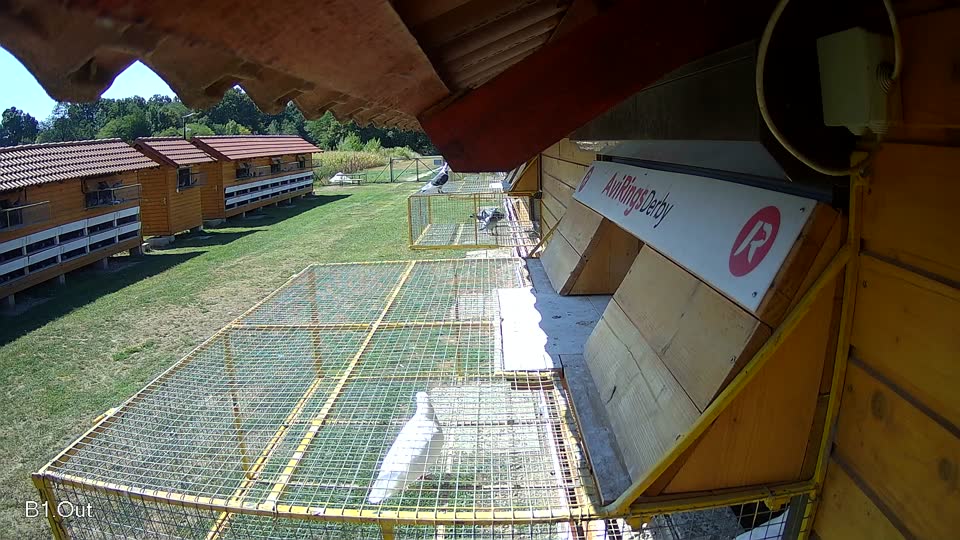 Pigeon Arrival Image For Race Race 2