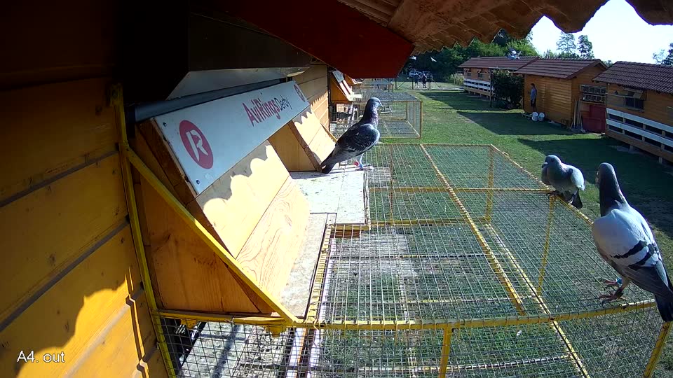 Pigeon Arrival Image For Race Race 1