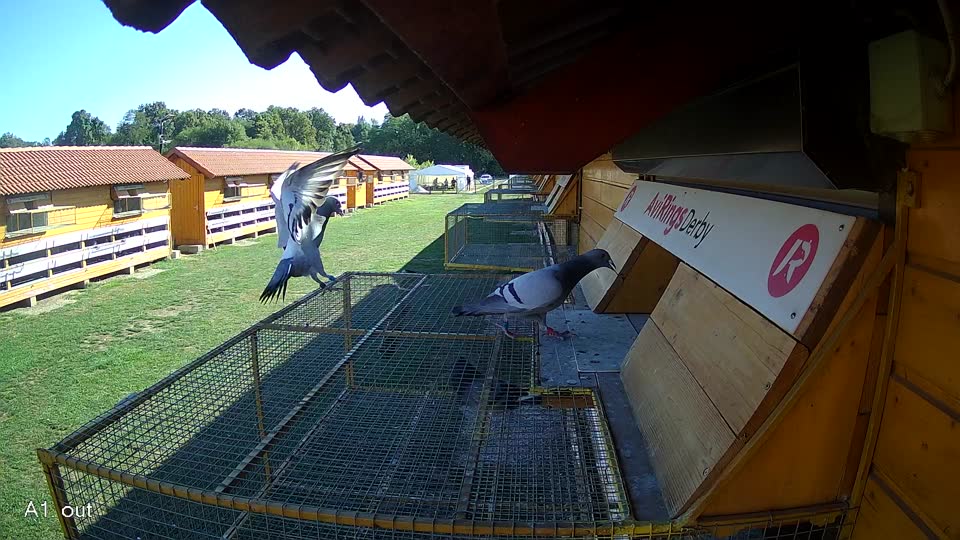 Pigeon Arrival Image For Race Final Race 1/3