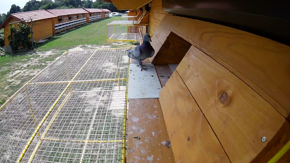 Pigeon Arrival Image For Race Race 4
