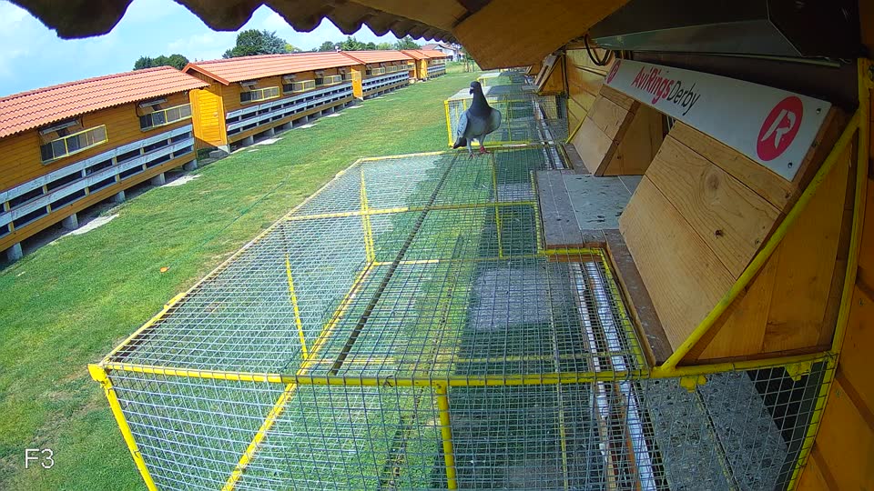 Pigeon Arrival Image For Race Race 4