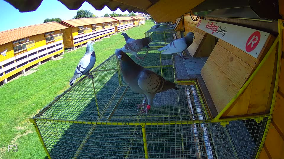 Pigeon Arrival Image For Race Race 2