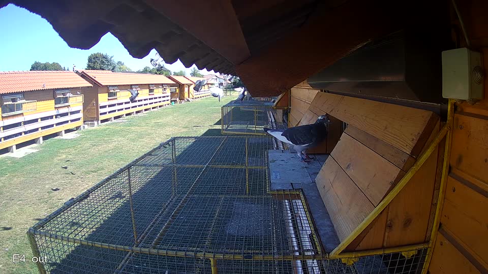 Pigeon Arrival Image For Race Race 3