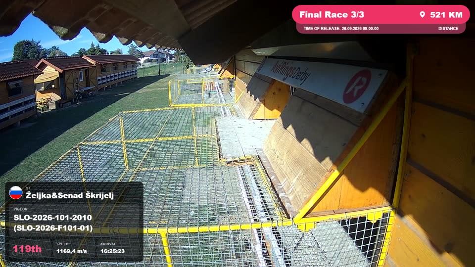 Pigeon Arrival Image For Race Final Race 3/3