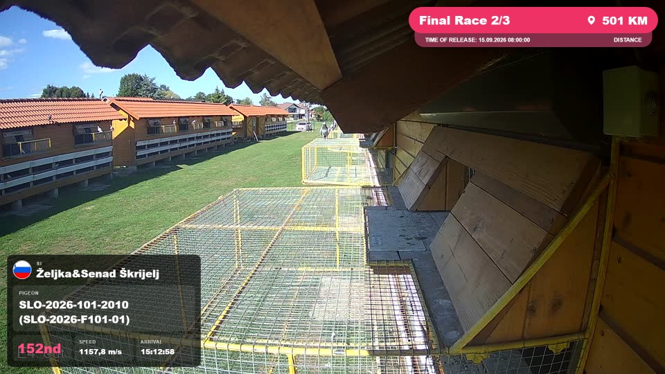Pigeon Arrival Image For Race Final Race 2/3