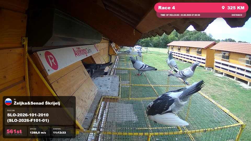 Pigeon Arrival Image For Race Race 4
