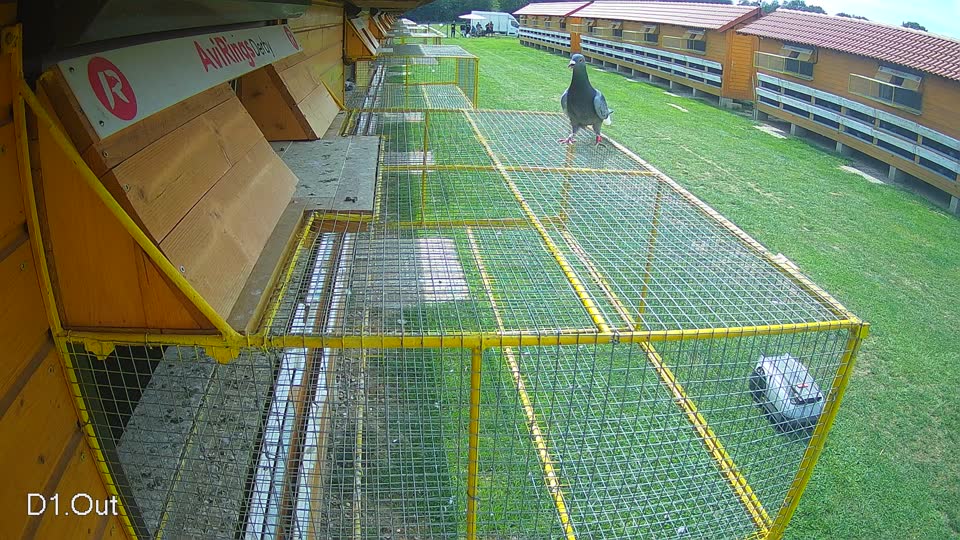 Pigeon Arrival Image For Race Race 6