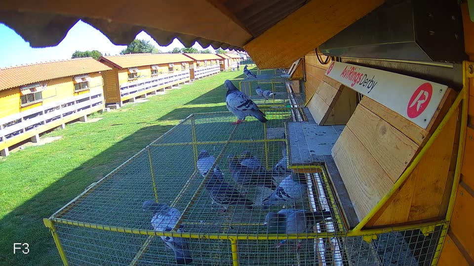 Pigeon Arrival Image For Race Race 5