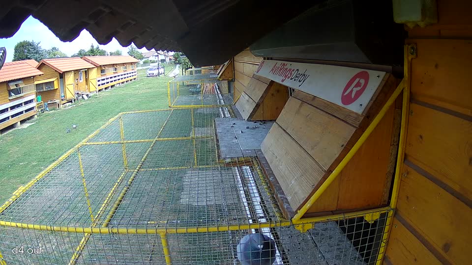 Pigeon Arrival Image For Race Race 4