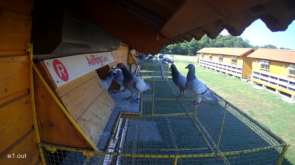 Pigeon Arrival Image For Race Race 2