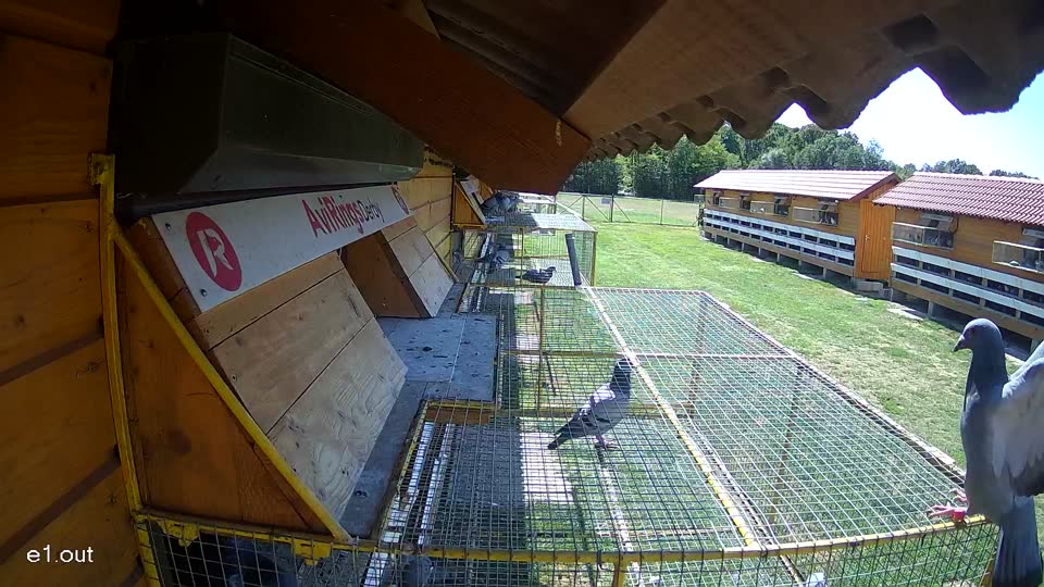 Pigeon Arrival Image For Race Race 4