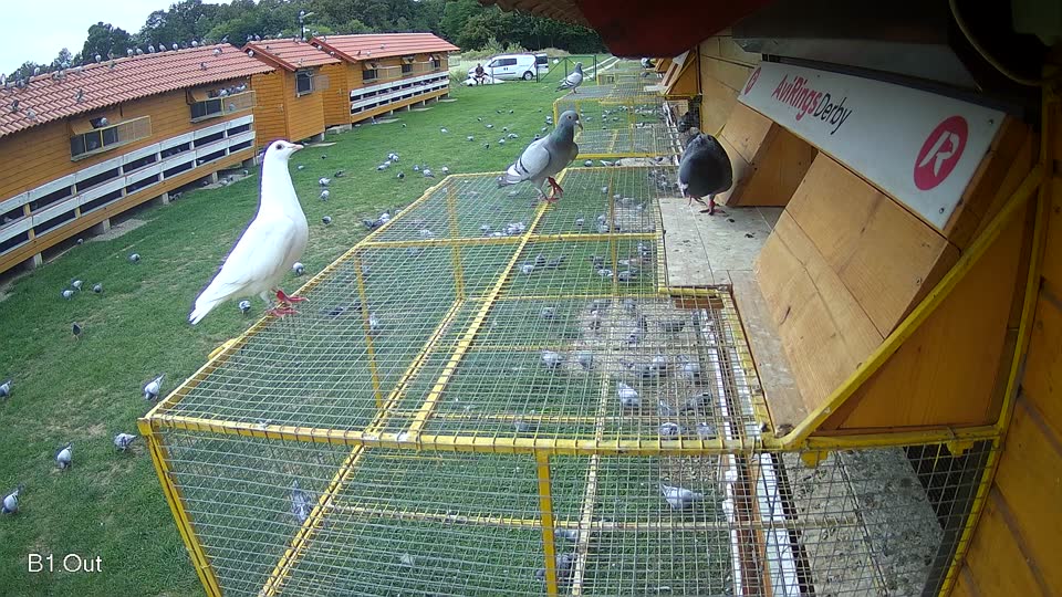 Pigeon Arrival Image For Race Race 6
