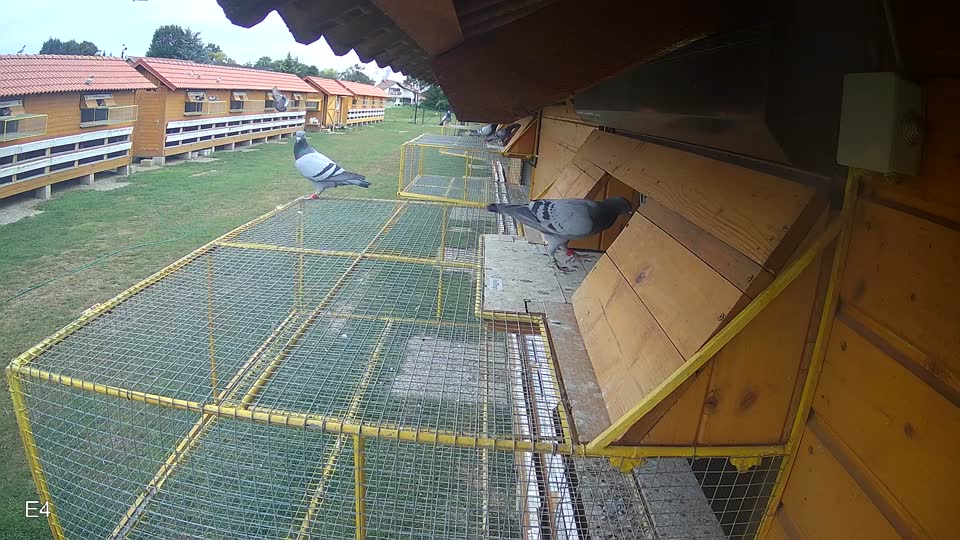 Pigeon Arrival Image For Race Race 3
