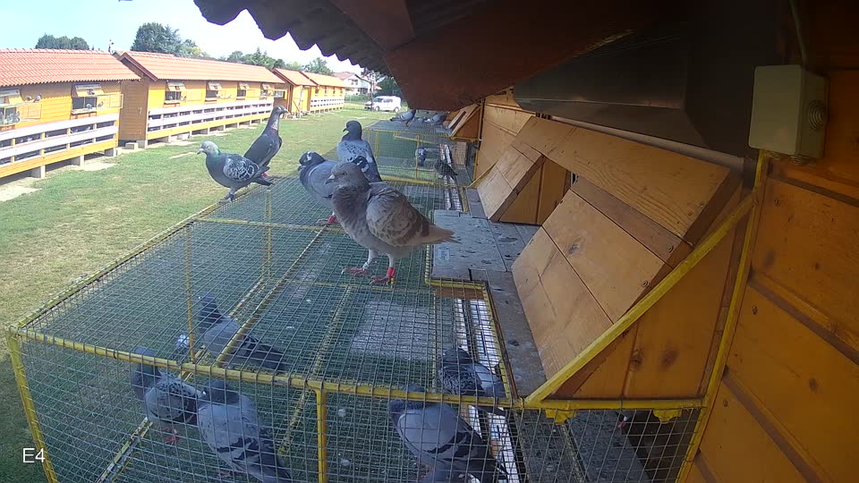 Pigeon Arrival Image For Race Race 4