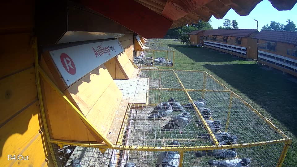 Pigeon Arrival Image For Race Race 5