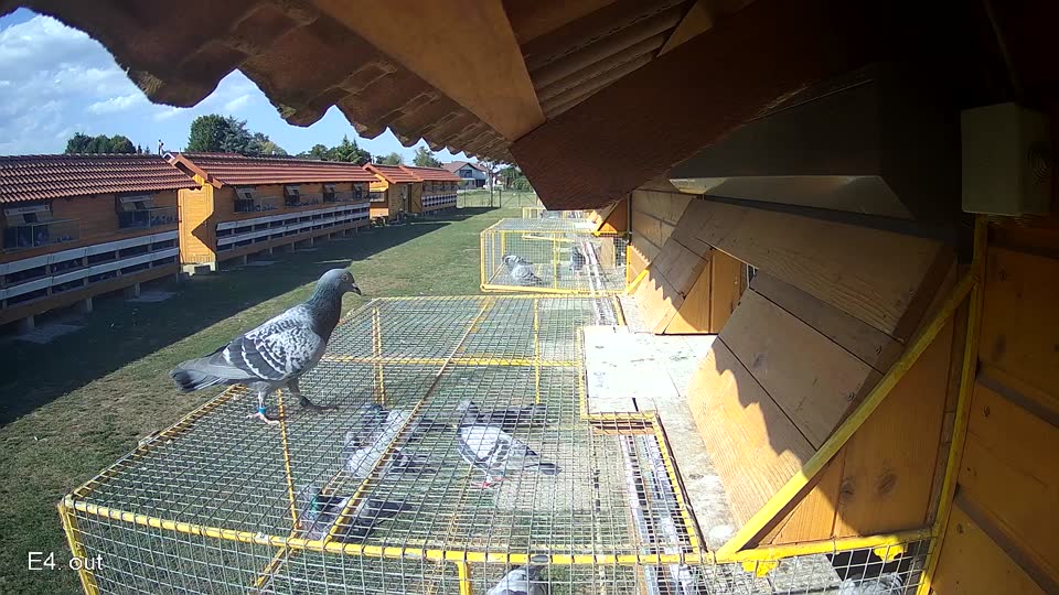 Pigeon Arrival Image For Race Race 5
