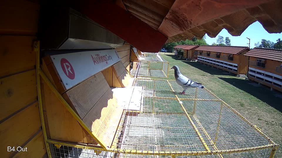 Pigeon Arrival Image For Race Race 3