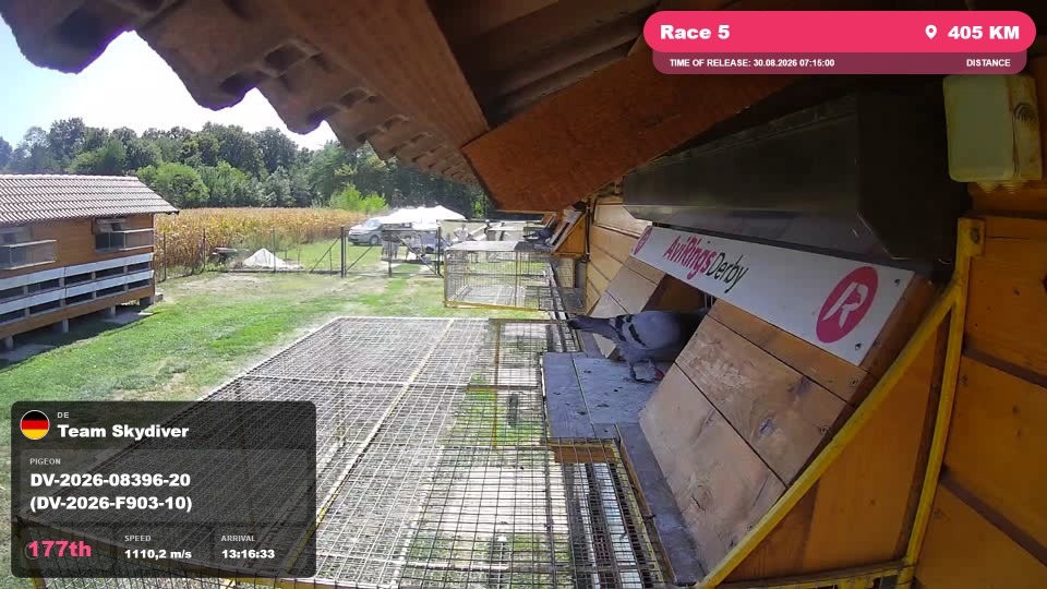 Pigeon Arrival Image For Race Race 5