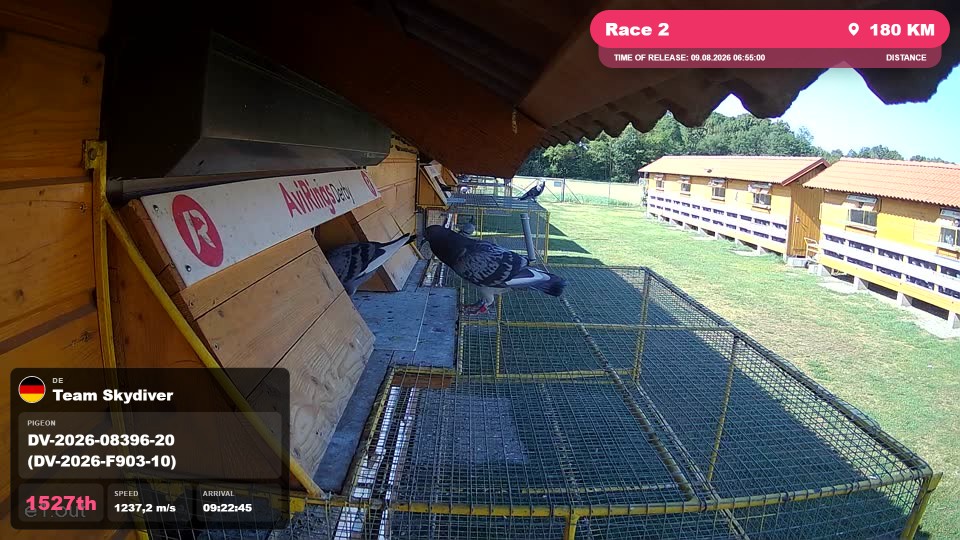 Pigeon Arrival Image For Race Race 2