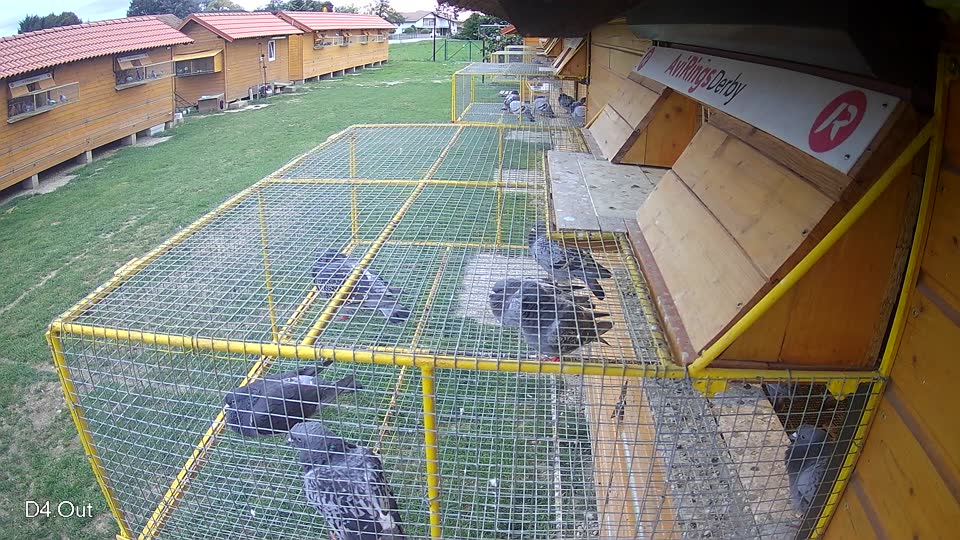 Pigeon Arrival Image For Race Race 6