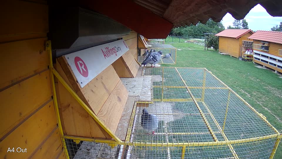 Pigeon Arrival Image For Race Race 6