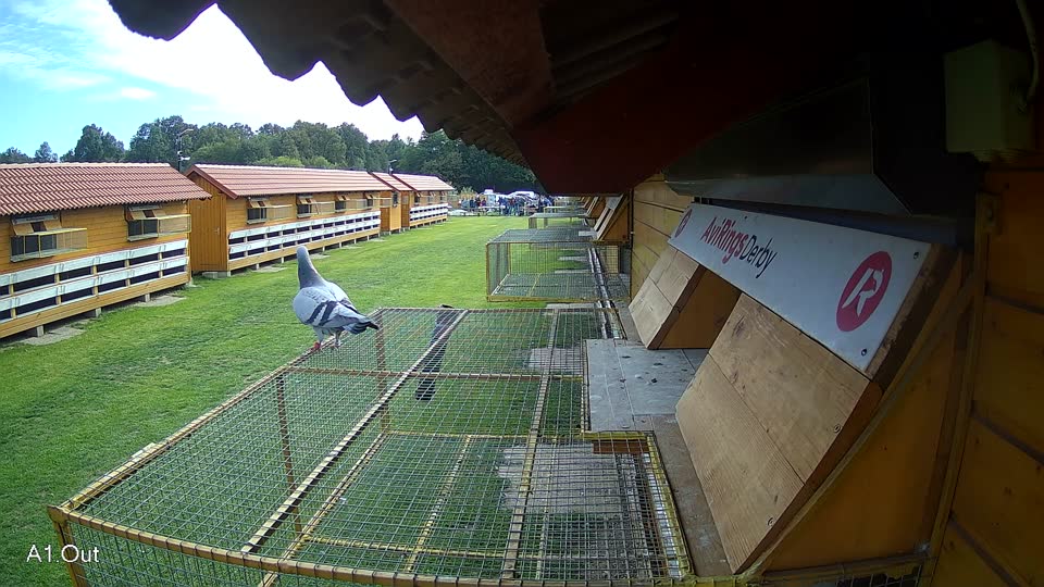Pigeon Arrival Image For Race Final race 3