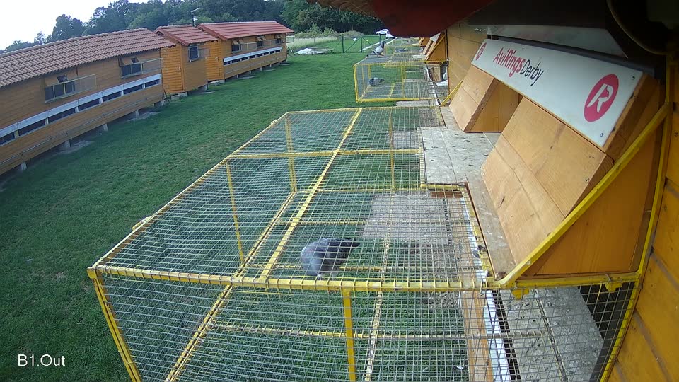 Pigeon Arrival Image For Race Final race 1